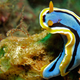 Illustration for article titled Striking Photographs Of Sea Slugs Expose The Alien World Under the Sea